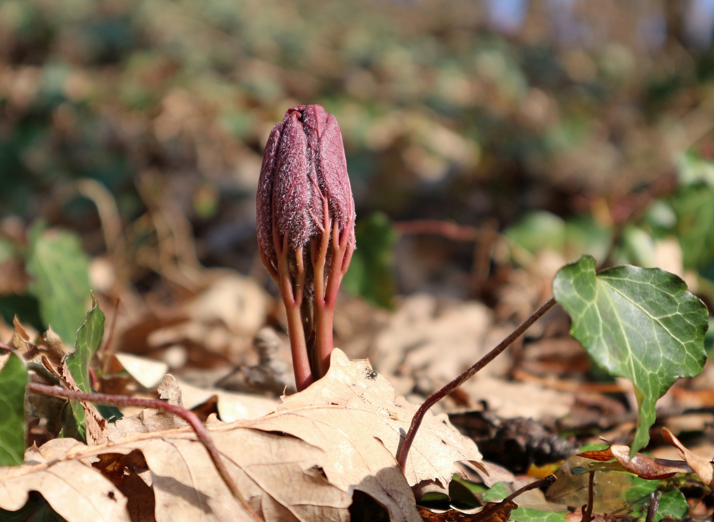 Image of Paeonia caucasica specimen.