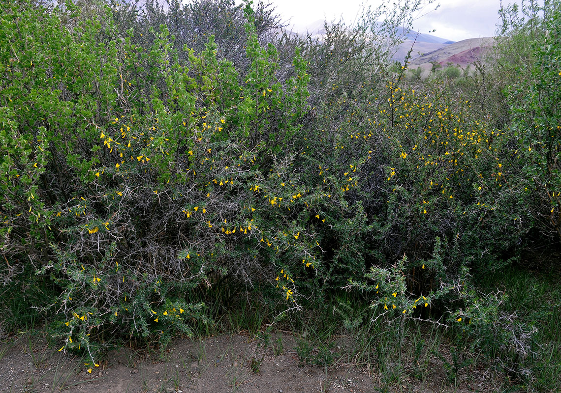 Image of Caragana spinosa specimen.