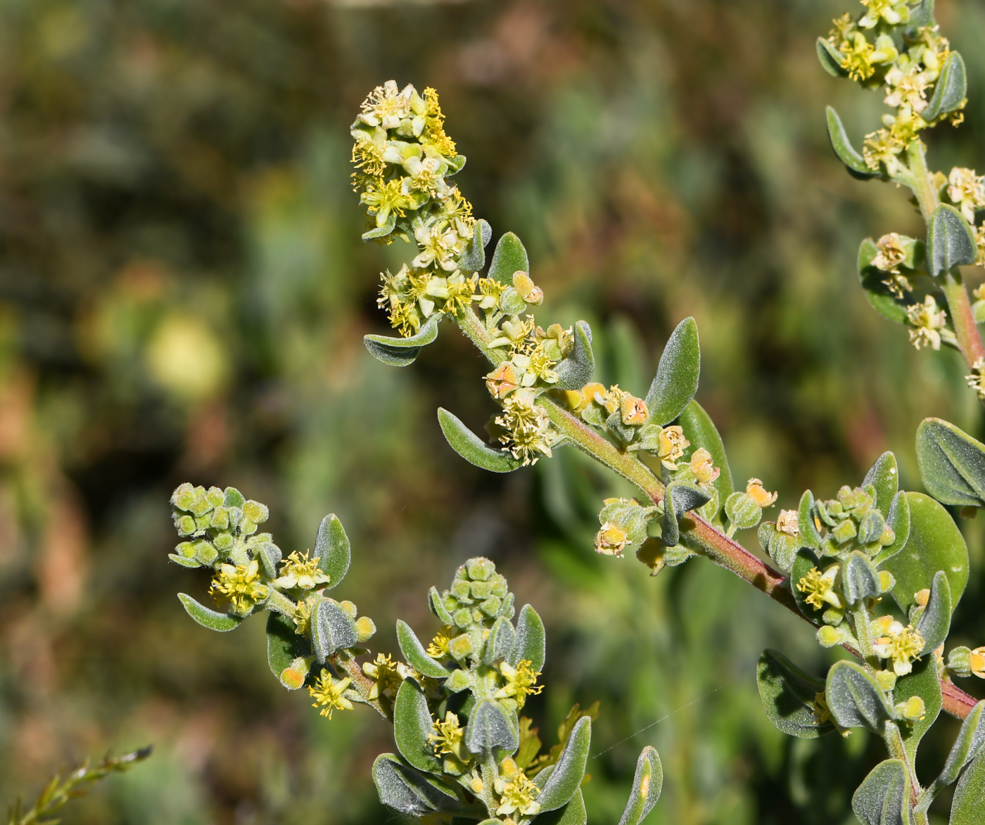 Image of Tetragonia decumbens specimen.