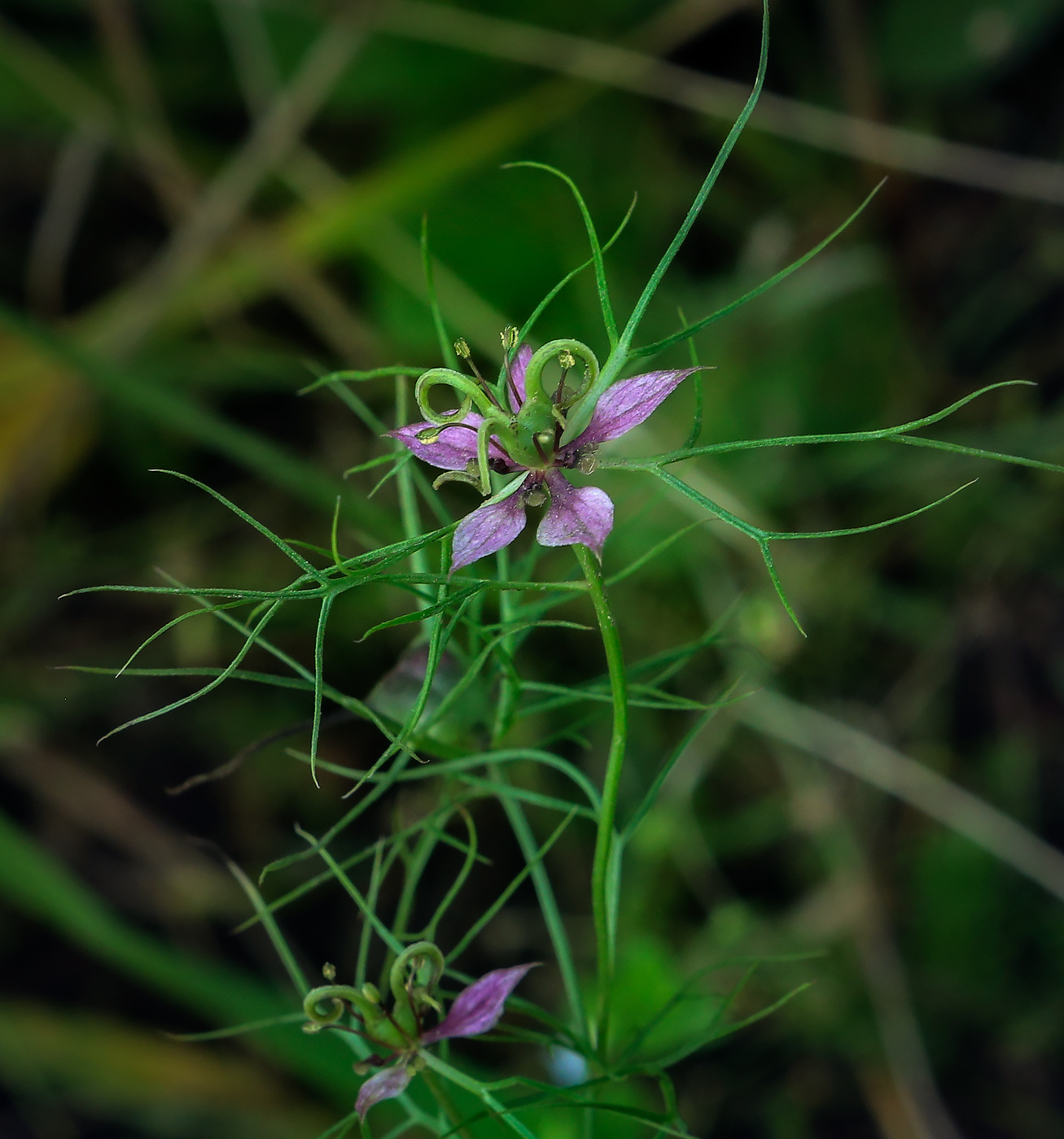 Image of Nigella damascena specimen.