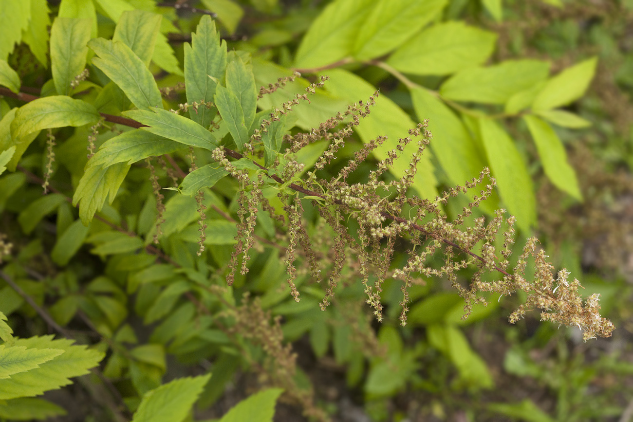 Image of Spiraea schlothgauerae specimen.