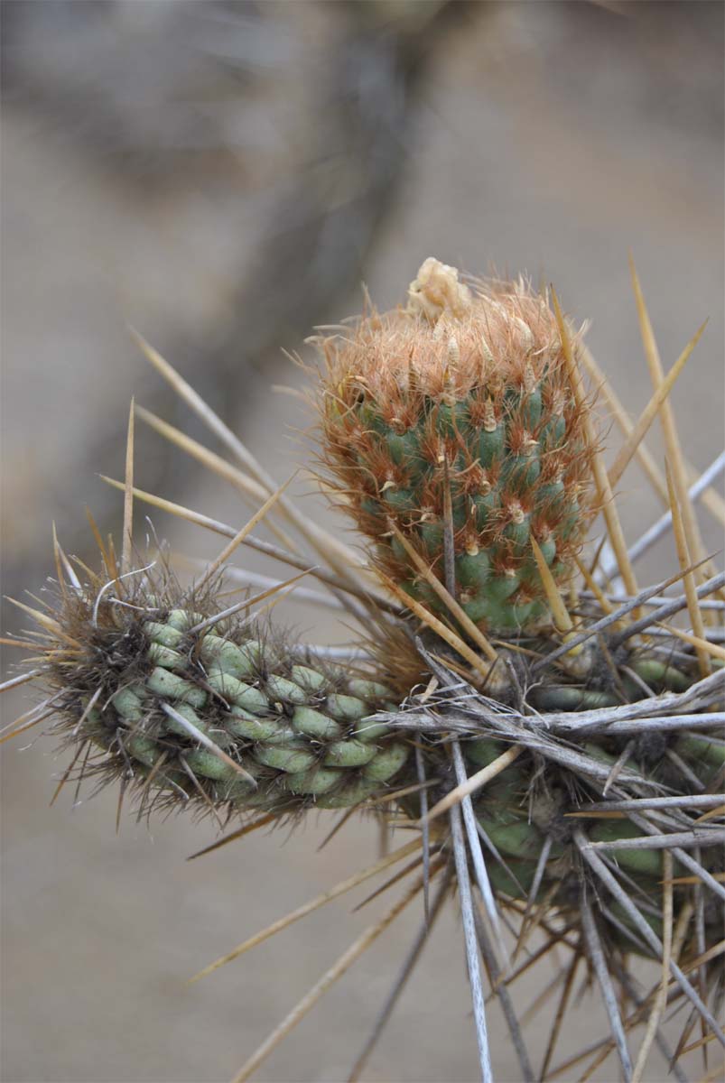 Image of Miqueliopuntia miquelii specimen.