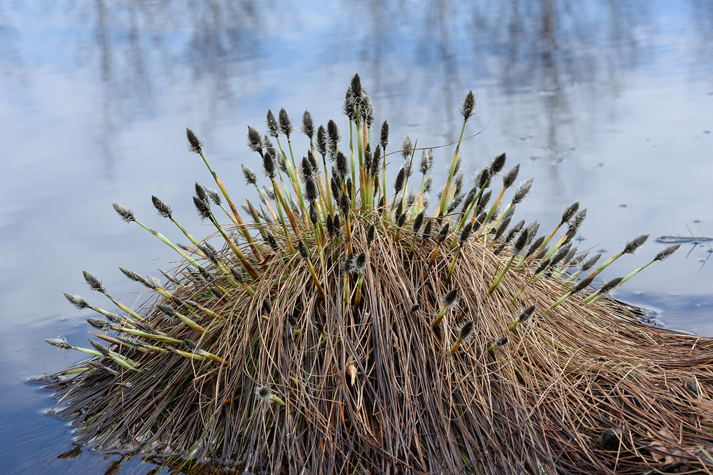 Image of Eriophorum vaginatum specimen.