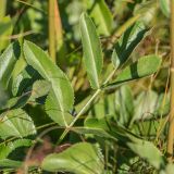 Macroselinum latifolium