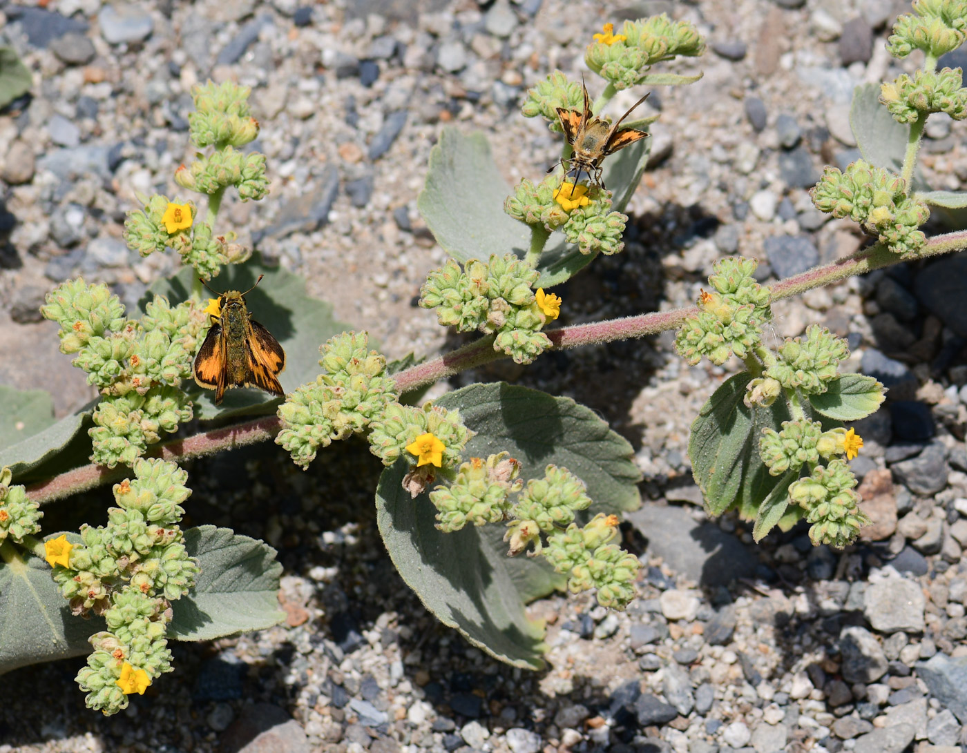 Image of Waltheria ovata specimen.