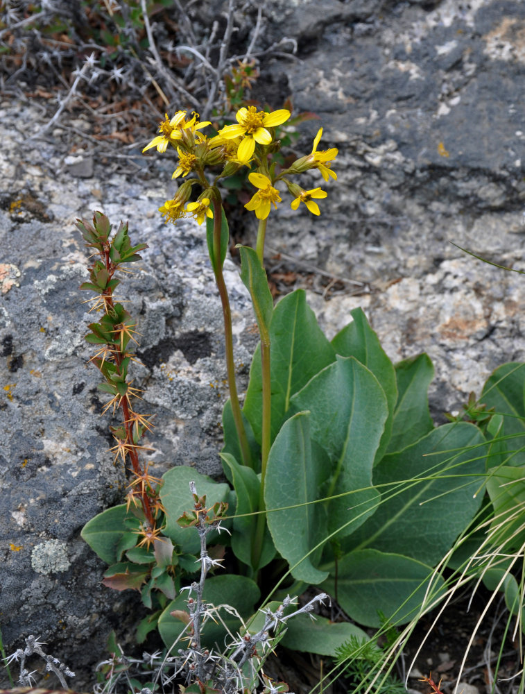 Изображение особи Ligularia altaica.