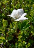 Rubus chamaemorus