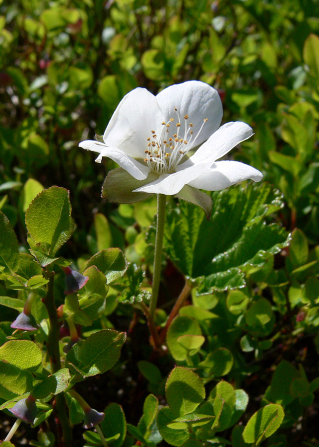 Изображение особи Rubus chamaemorus.