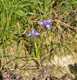 Moraea sisyrinchium