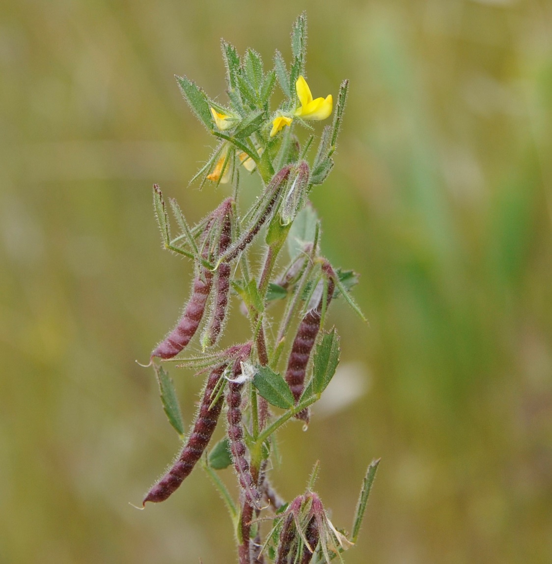 Image of Ononis ornithopodioides specimen.