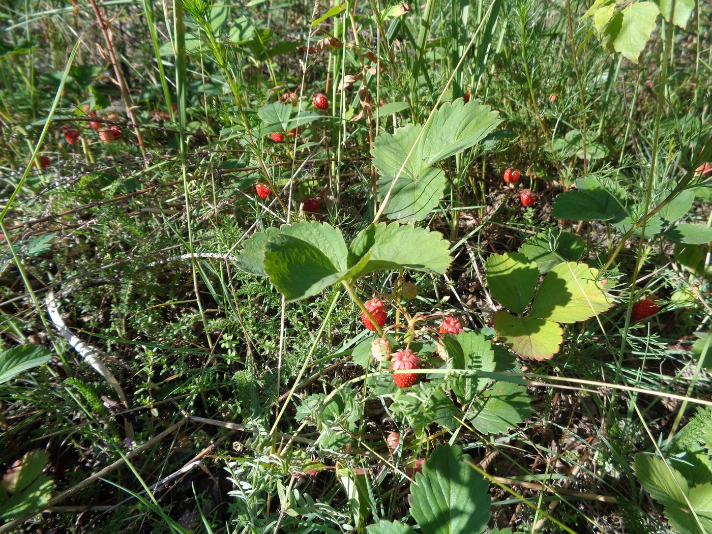 Image of Fragaria &times; ananassa specimen.