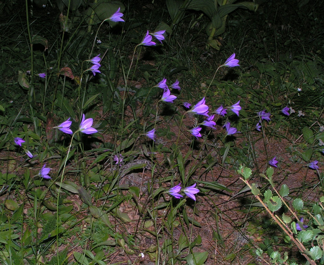 Image of Campanula altaica specimen.