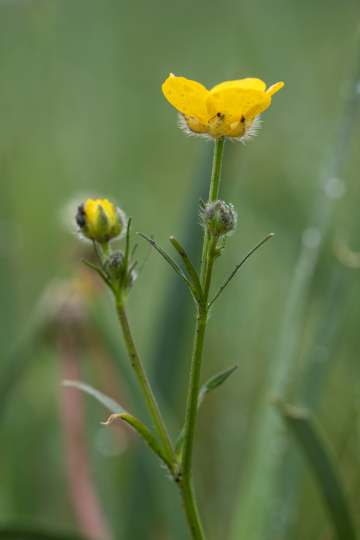 Image of Ranunculus polyanthemos specimen.