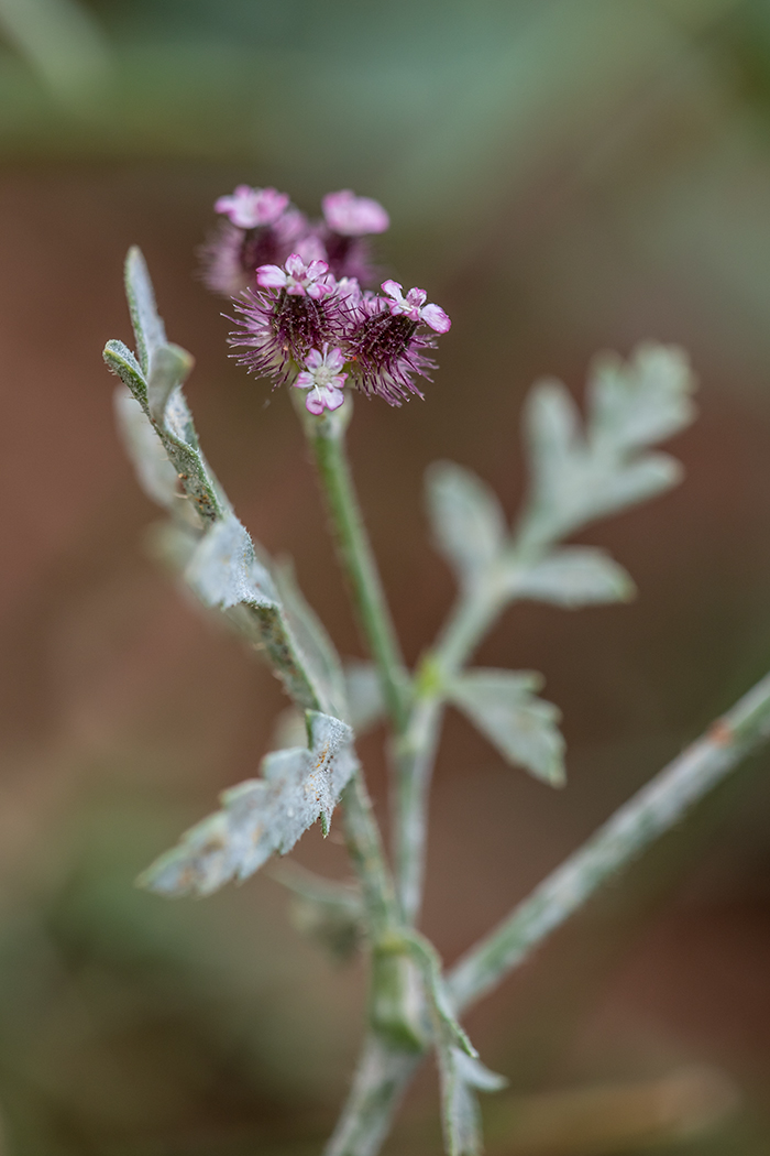 Image of Turgenia latifolia specimen.