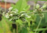 Fallopia convolvulus. Соплодие. Архангельская обл., Вельский р-н, окр. пос. Усть-Шоноша, свалка. 28 июля 2010 г.