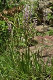 Dactylorhiza iberica