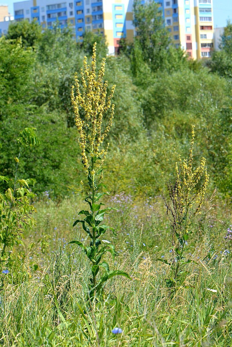 Изображение особи Verbascum lychnitis.