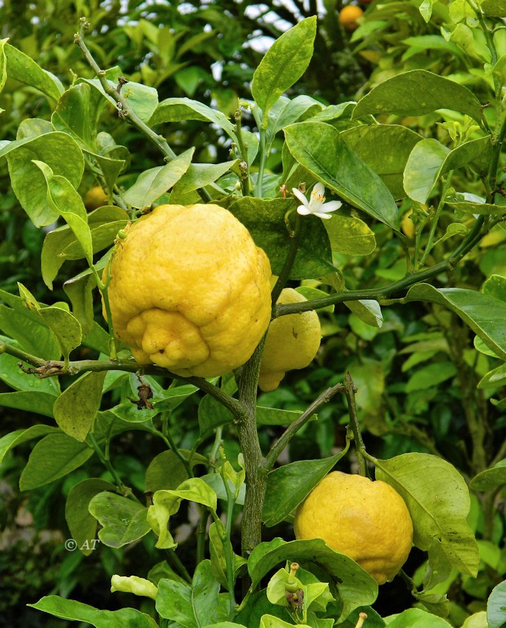 Image of Citrus limon specimen.