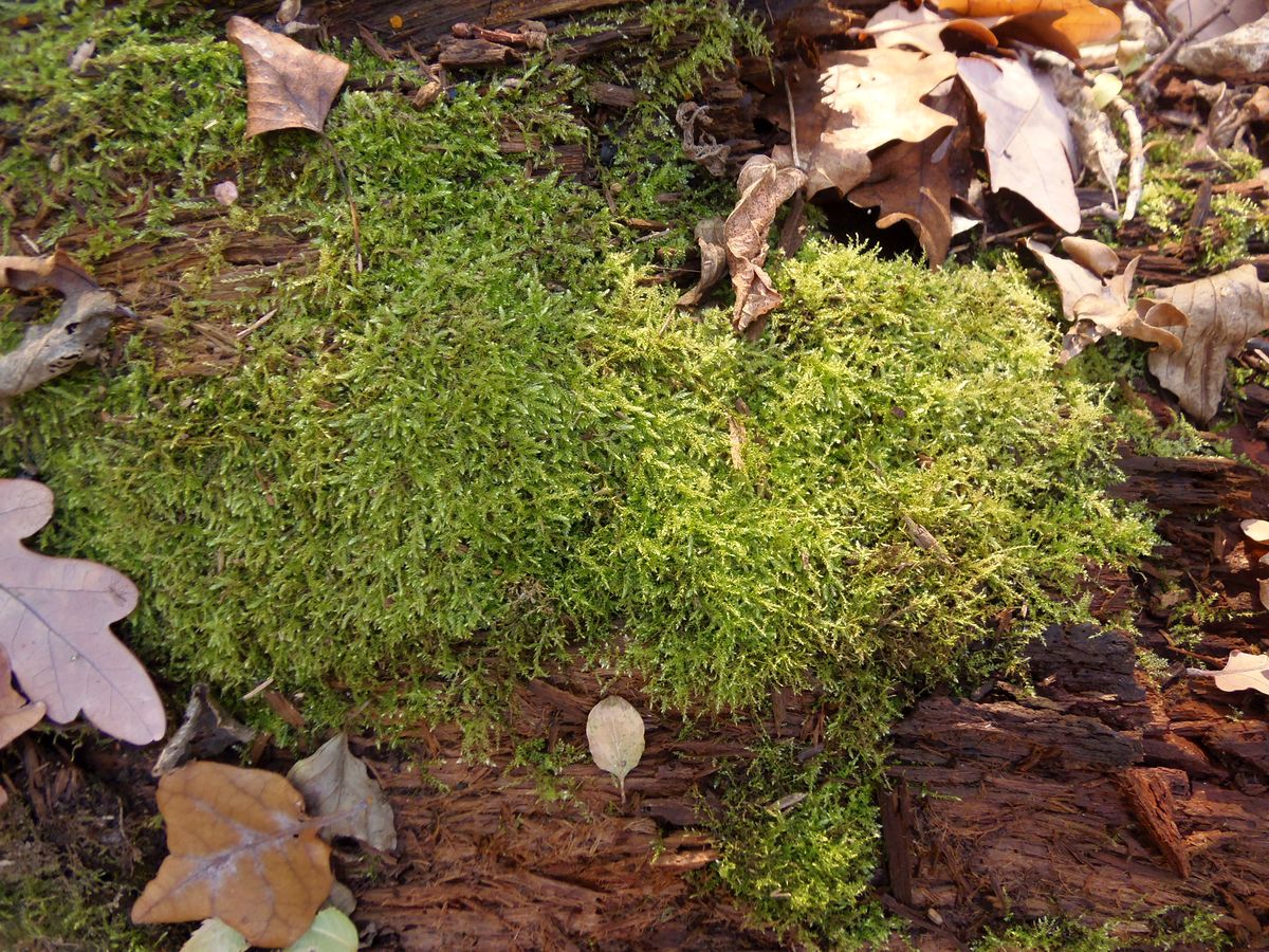 Image of division Bryophyta specimen.