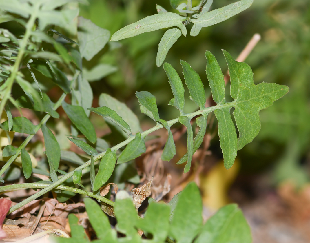 Image of Sonchus tenerrimus specimen.