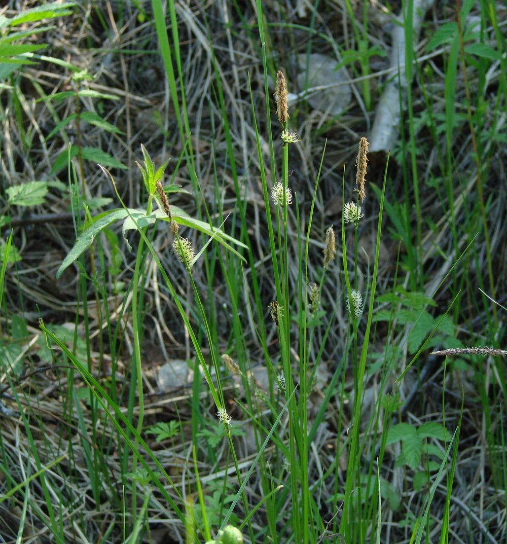 Image of genus Carex specimen.