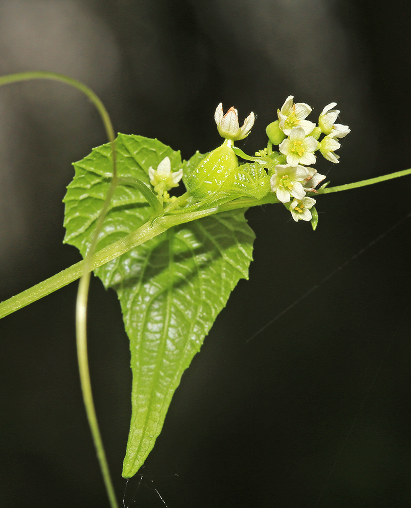 Изображение особи Schizopepon bryoniifolius.