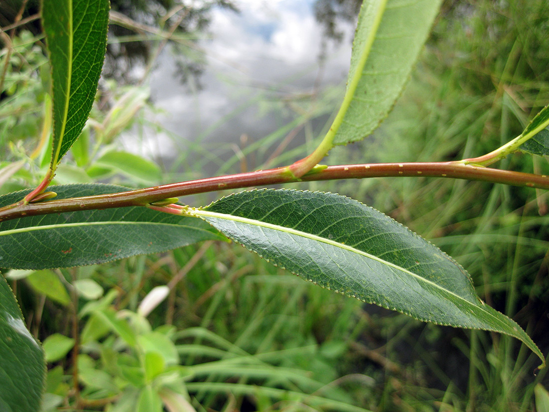 Изображение особи Salix pentandra.