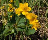 Caltha palustris. Верхушка цветущей ветви. Магаданская обл., г. Магадан, окр. мкр-на Снежная Долина, пойма р. Медвежка (бассейн р. Дукча), медленнотекущий ручей. 26.06.2015.