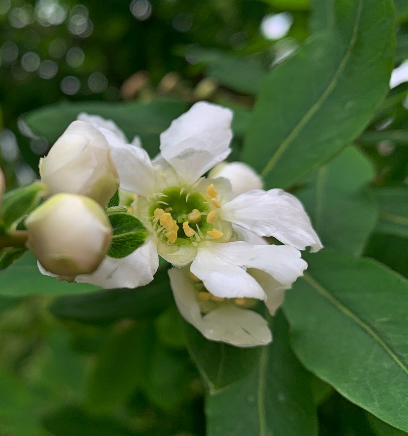 Image of genus Exochorda specimen.