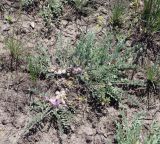 Astragalus testiculatus