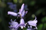 Hyacinthoides &times; massartiana