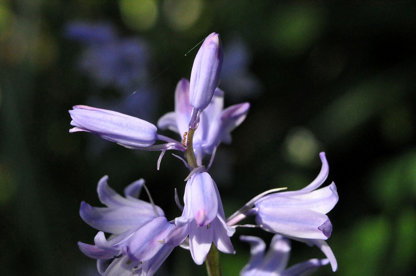 Image of Hyacinthoides &times; massartiana specimen.