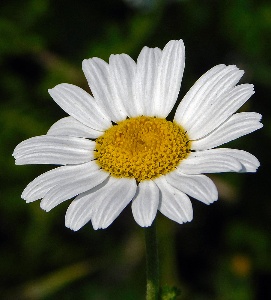 Image of Anthemis austriaca specimen.