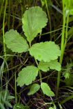 Cardamine macrophylla