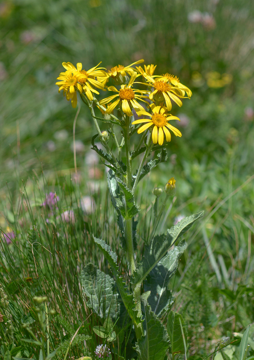 Image of Senecio buschianus specimen.