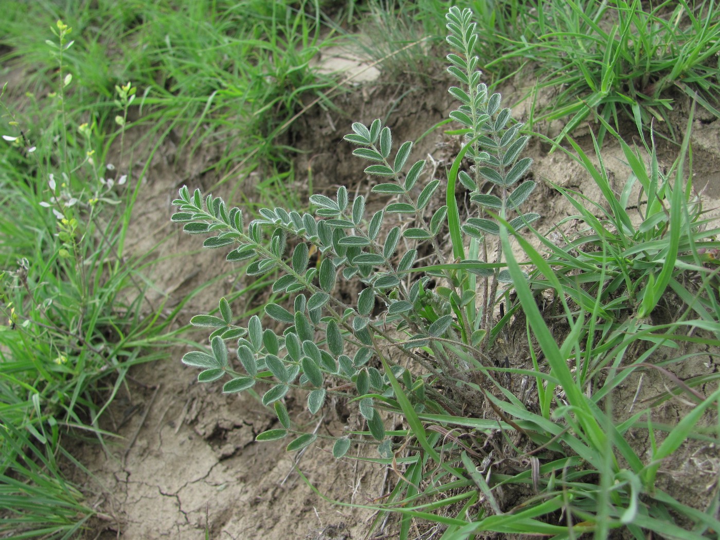 Image of Astragalus dolichophyllus specimen.