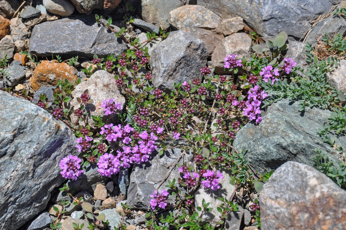 Image of genus Thymus specimen.