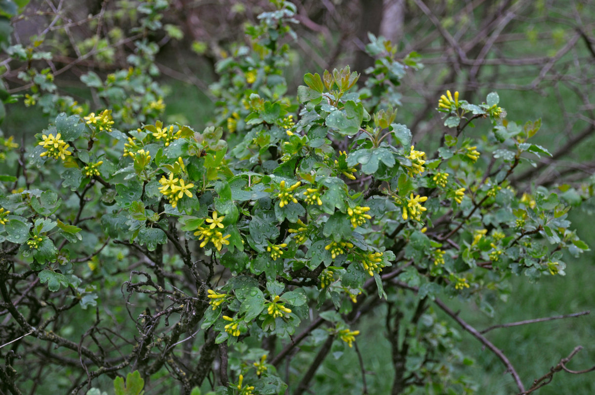 Image of Ribes aureum specimen.