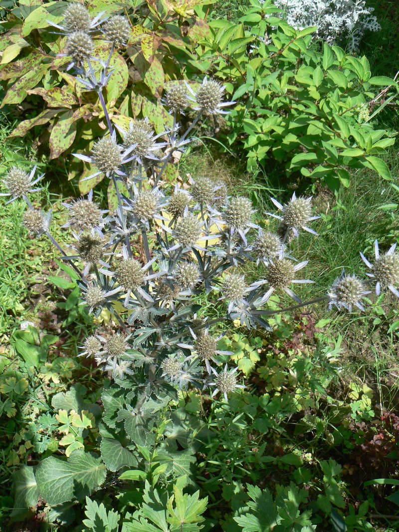 Image of Eryngium planum specimen.