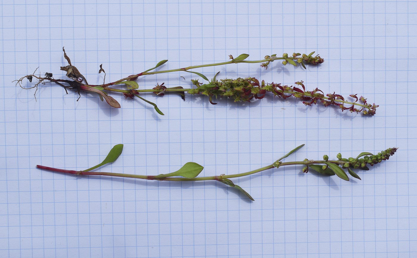 Image of Rumex bucephalophorus specimen.