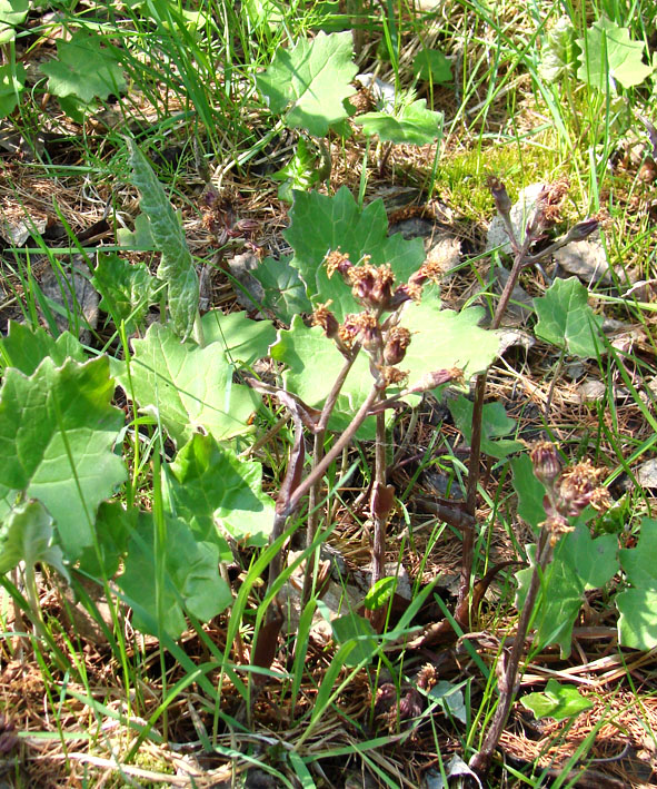 Image of Petasites frigidus specimen.