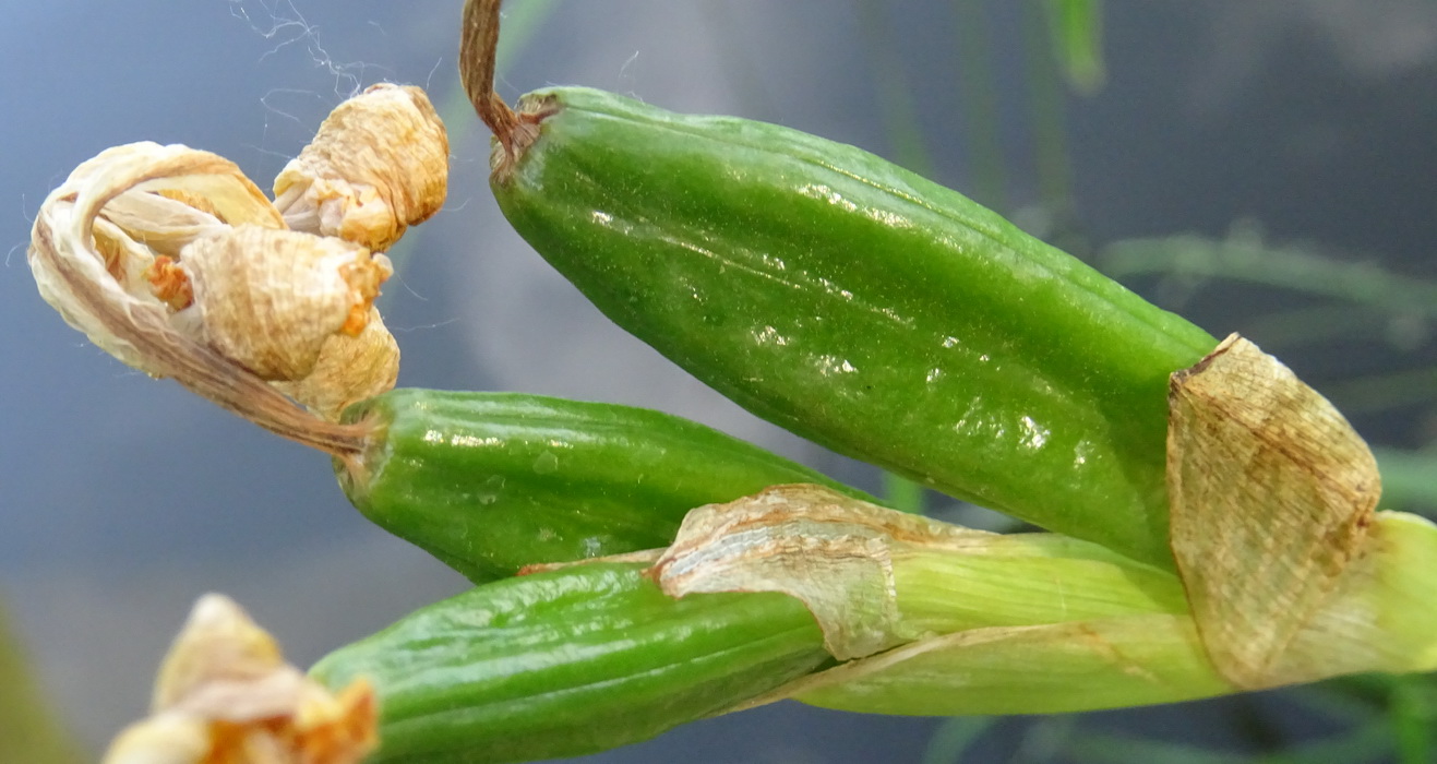 Image of Iris pseudacorus specimen.