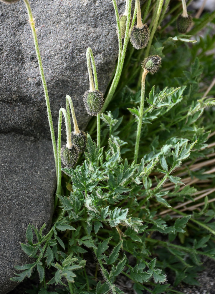 Image of Papaver croceum specimen.