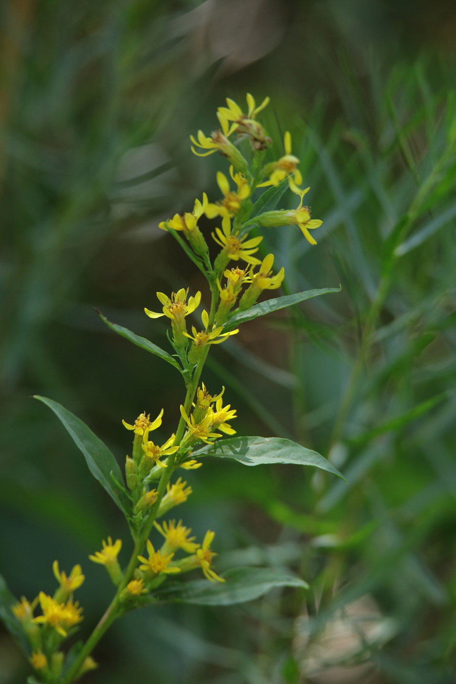 Image of Solidago virgaurea ssp. dahurica specimen.