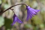 Soldanella alpina