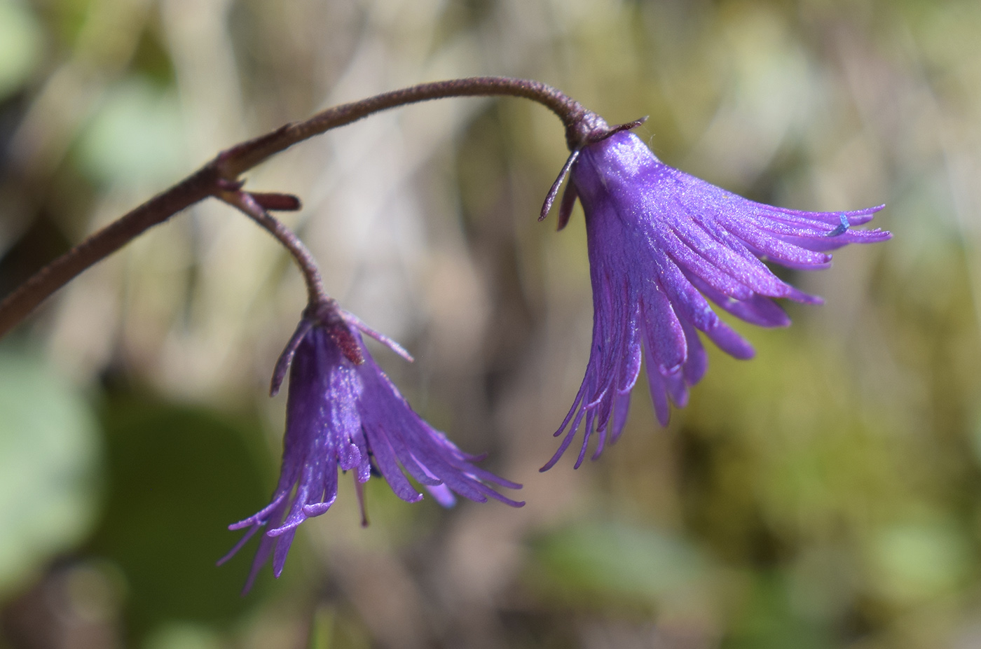 Изображение особи Soldanella alpina.