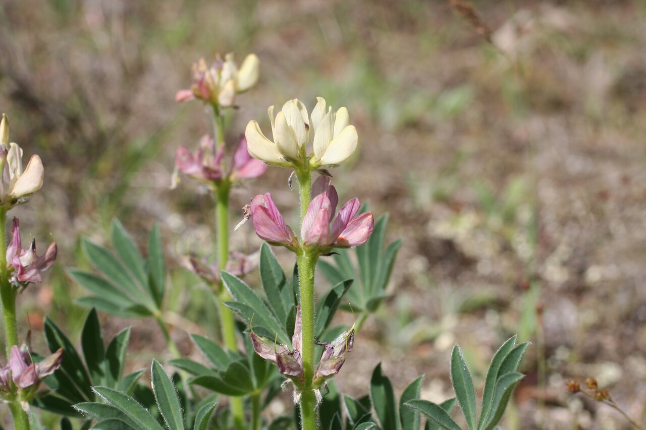 Изображение особи Lupinus gredensis.