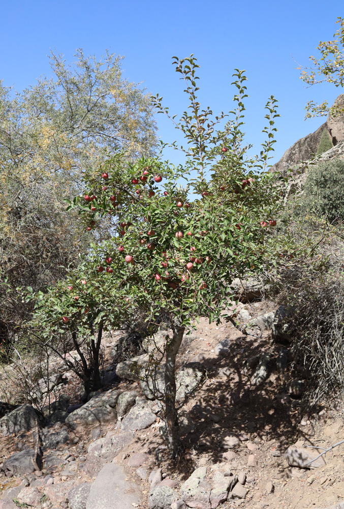 Image of Malus domestica specimen.