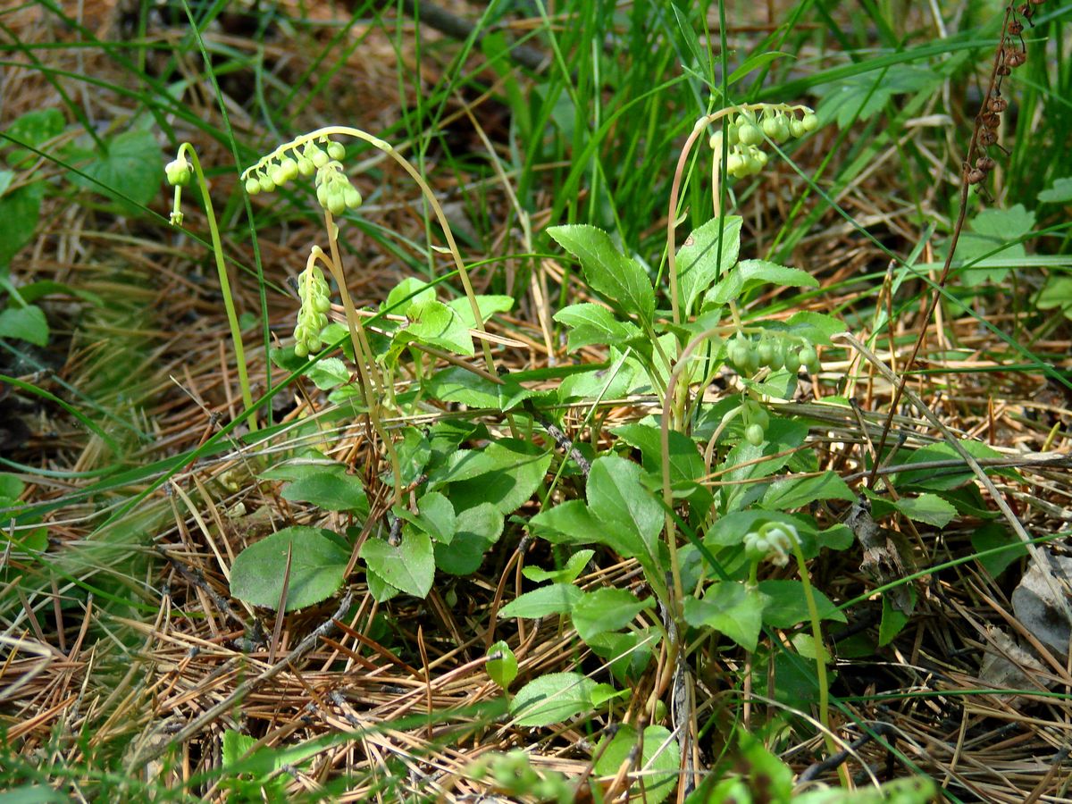 Image of Orthilia secunda specimen.