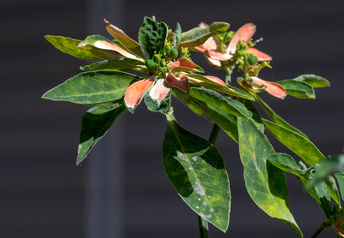 Image of Euphorbia cyathophora specimen.